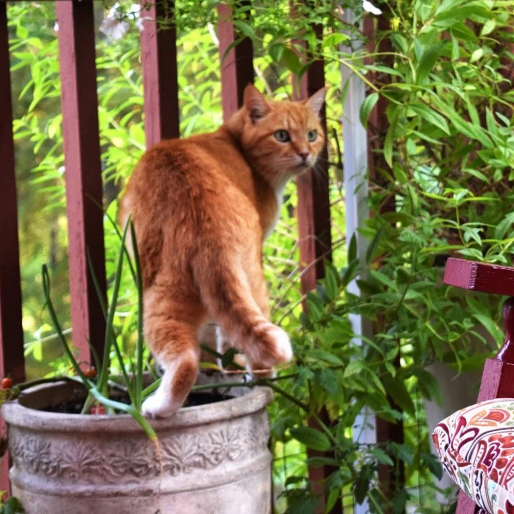 Meet your Posher, Cheryl